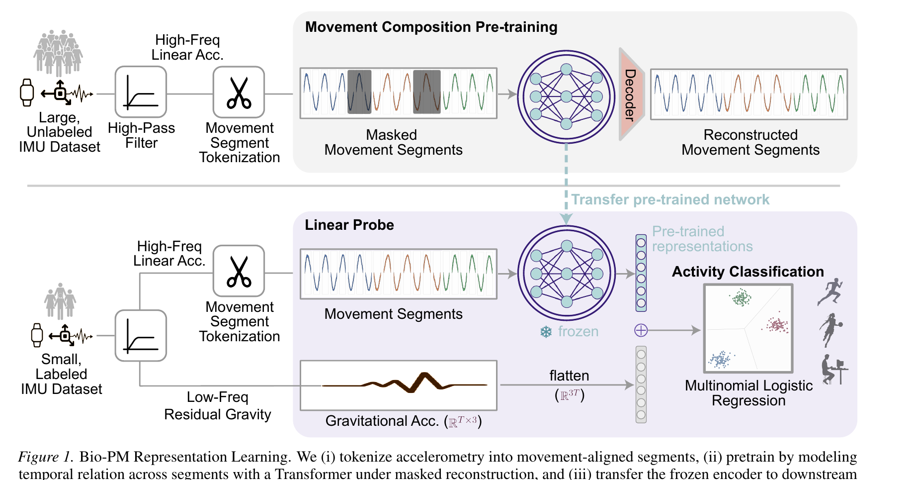 Bio-PM architecture: pretraining via masked movement-segment reconstruction, transfer via linear probing.